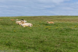 die Kühe schlafen am Morgen noch bei den Cliffs of Moher