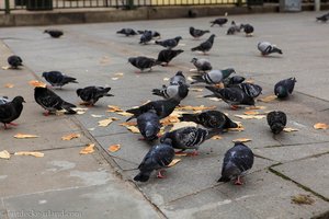 Tauben auf dem Wolfe Tone Square von Dublin