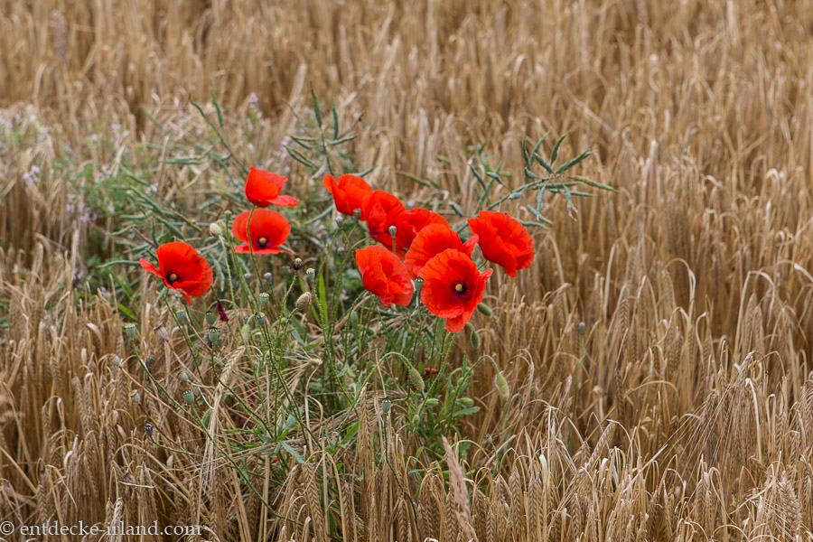 Mohn auf dem Feld beim Browneshill Dolmen