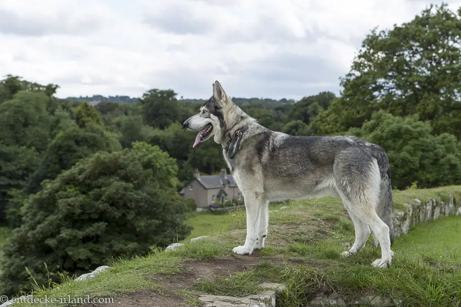 der Schattenwolf Grauwind bei Castle Ward in Nordirland