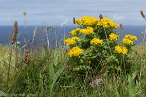 Hundskamille am Wanderweg der Cliffs of Moher