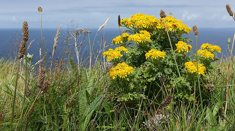 Hundskamille am Wanderweg der Cliffs of Moher