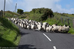 Schafherde an der Causeway Coastal Route