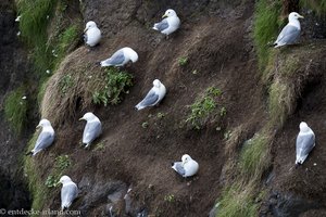 Klippenmöwen bei der Vogelwarte von Rathlin Island.