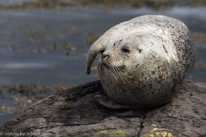 Das Leben genießen - Robben von Glengarriff