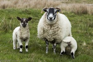 Eine Schaf-Familie auf dem Fairhead