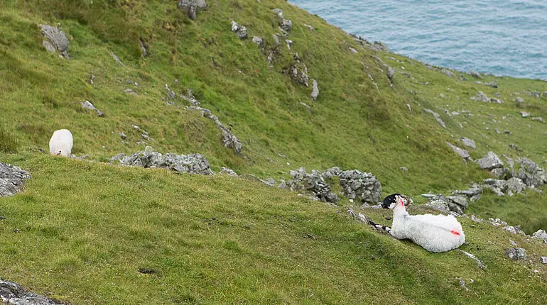 Weidelandschaft oberhal der Seeklippen von Slieve League