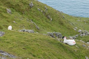 Weidelandschaft oberhal der Seeklippen von Slieve League