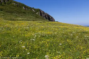 Blumenwiese bei der Larrybane Bay