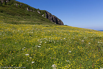 Blumenwiese bei der Larrybane Bay