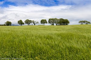 viel irisches Grün um das Greencastle in Nordirland