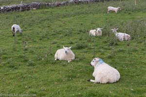 Den Schafen beim Dunbeg-Castle auf Dingle geht es gut.