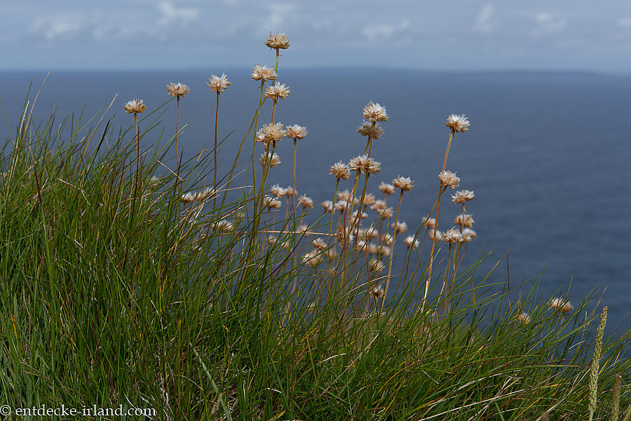 Grasnelken am Wanderweg der Cliffs of Moher