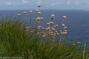 Grasnelken am Wanderweg der Cliffs of Moher