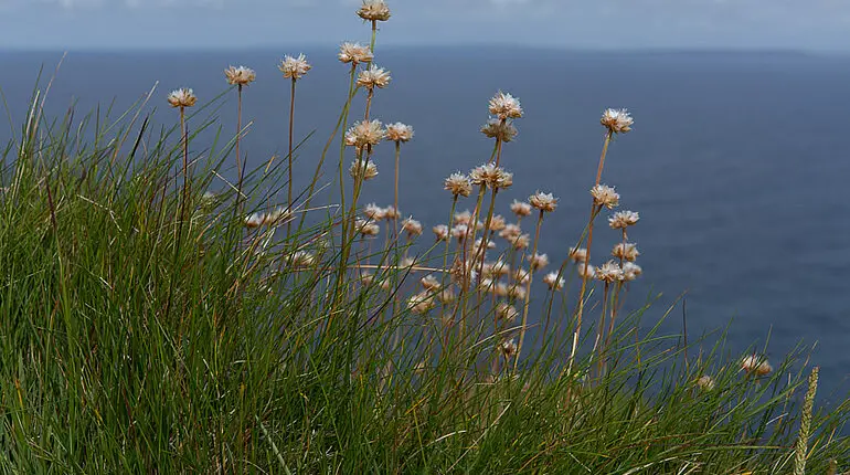 Grasnelken am Wanderweg der Cliffs of Moher