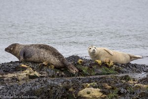 Robben im gubbelichen Seegras von Rathlin Island