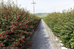 Pilgerweg zwischen Fuchsienhecken zum Gallarus Oratory