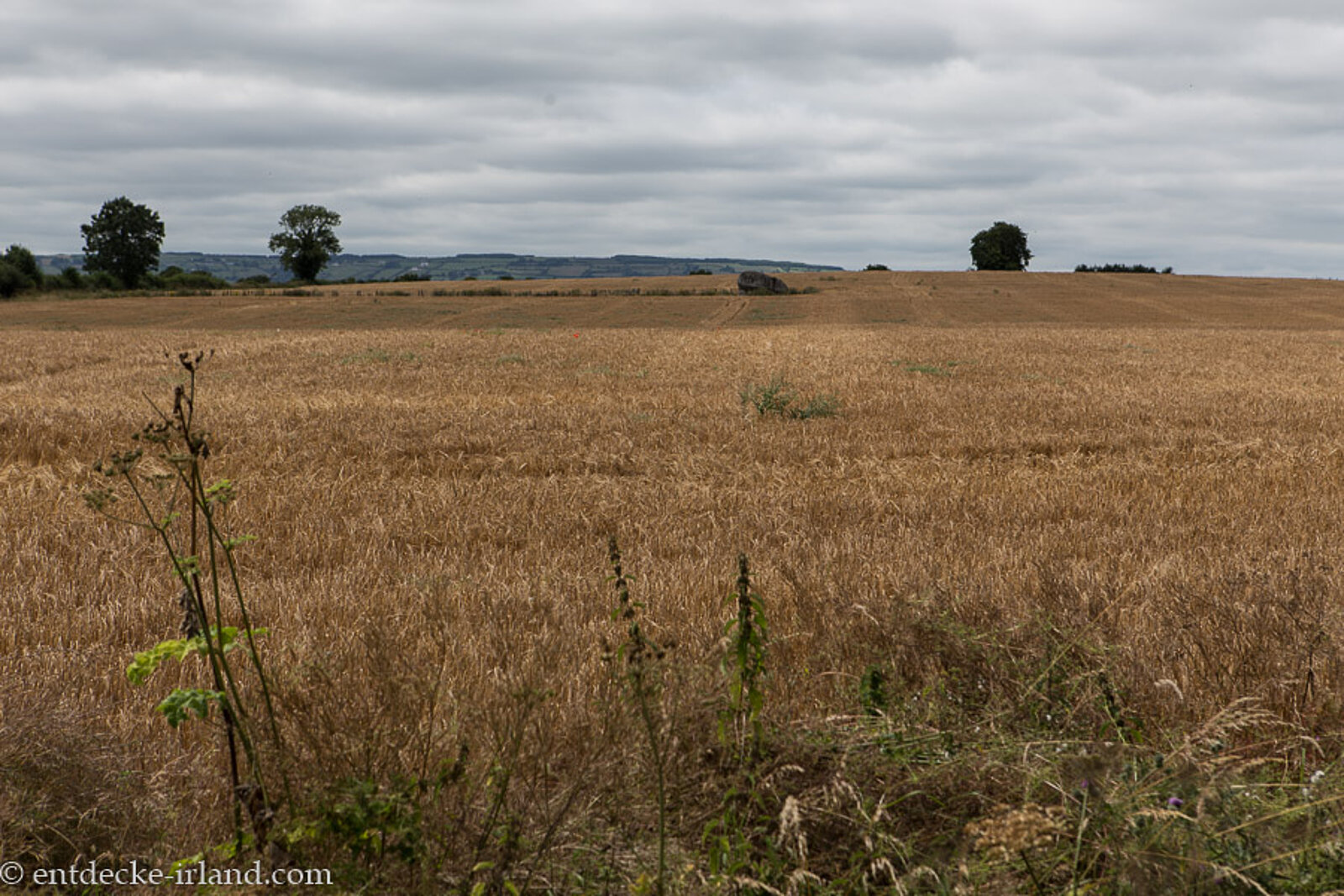 Reifes Weizenfeld beim Browneshill-Dolmen im County Carlow