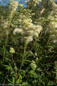 Mädesüß (Filipendula ulmaria) an der Brittas Bay