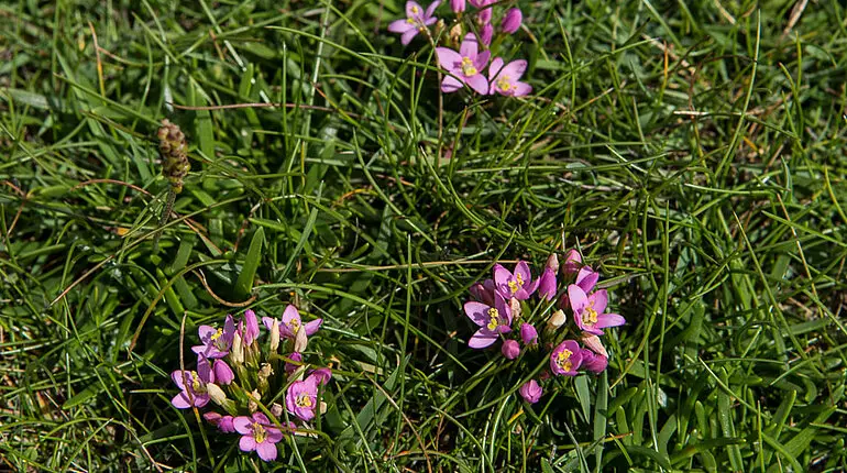 Blumen auf dem Lub na Cille