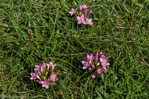 Blumen auf dem Lub na Cille