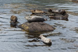 Die Robben von Glengarriff lassen sich nicht stören.