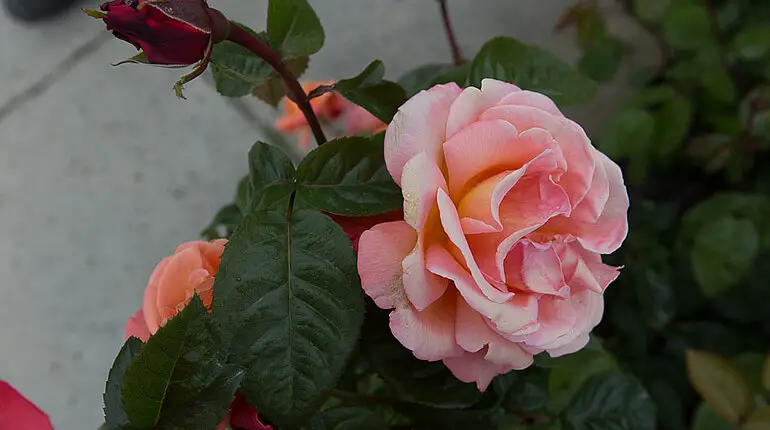 Rose in den Powerscourt Gardens