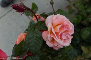 Rose in den Powerscourt Gardens