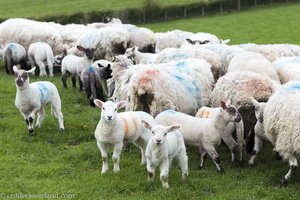 Schafe bei Ballintoy