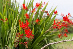 Blumen auf dem Weg zum Hag´s Head