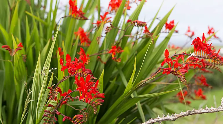 Blumen auf dem Weg zum Hag´s Head