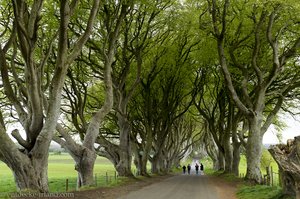 Am frühen Morgen ist noch wenig los bei The Dark Hedges