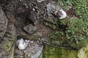 Möwen in den Klippen von Moher