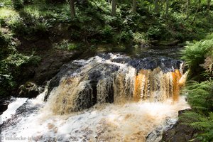 auf dem Waterfalltrail im Forest Park von Glenariff