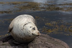 Sich in der Sonne wärmen - Robbe bei Glengarriff