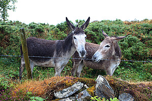 Esel Connemara