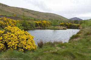 Der Ginster blüht strahlend gelb in den Mourne Mountains.