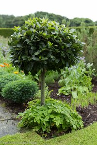 Lorbeerbaum im Eibengarten - Glenarm Walled Garden