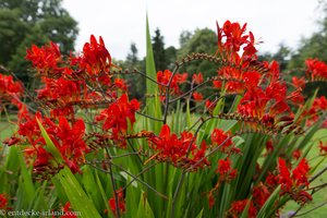 rote Blütenpracht beim Schloss Blarney