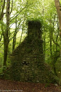 Klosterruine im Cong Forest