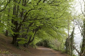 Castlewellan Forest Park | Spaziergang vom Irrgarten um den See