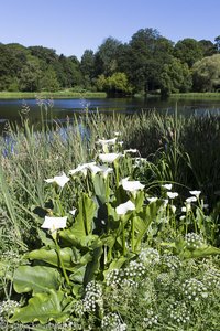 Calla - am See von Mount Stewart in Nordirland