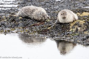 Robben im Tarnpelz auf Rathlin Island