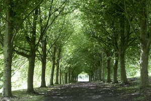 Dunkle Allee auf den Shore Trail bei Castle Ward in Nordirland.