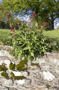 Pflanze im Mauerwerk - Dundrum Castle