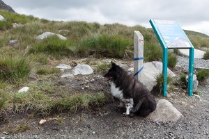 Hund wartet auf sein Herrchen