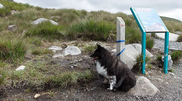 Hund wartet auf sein Herrchen