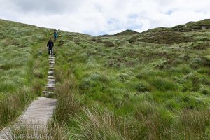 Weg durch die Sumpflandschaft