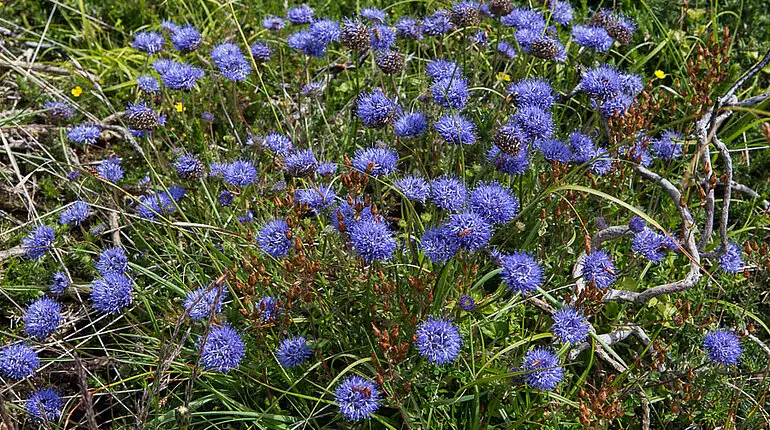 Sandknöpfchen (Jasione montana) auf dem Lub na Cille