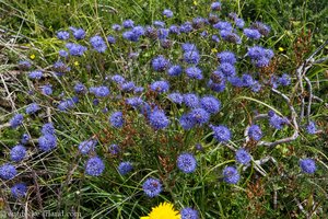 Sandknöpfchen (Jasione montana) auf dem Lub na Cille